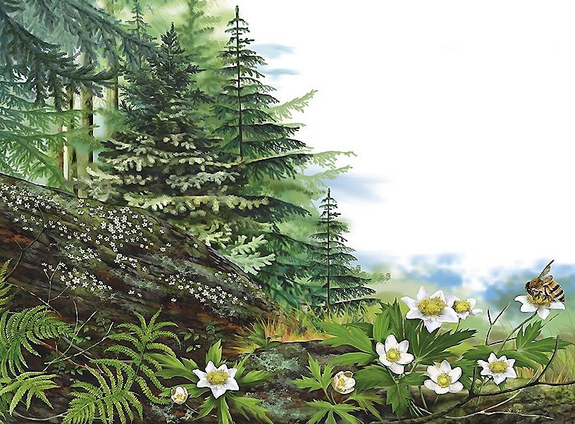 картина - лес, ель - оригинал