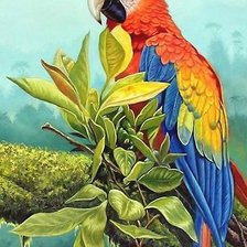 Схема вышивки «попугай»