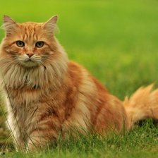 Схема вышивки «Наш Лёва»