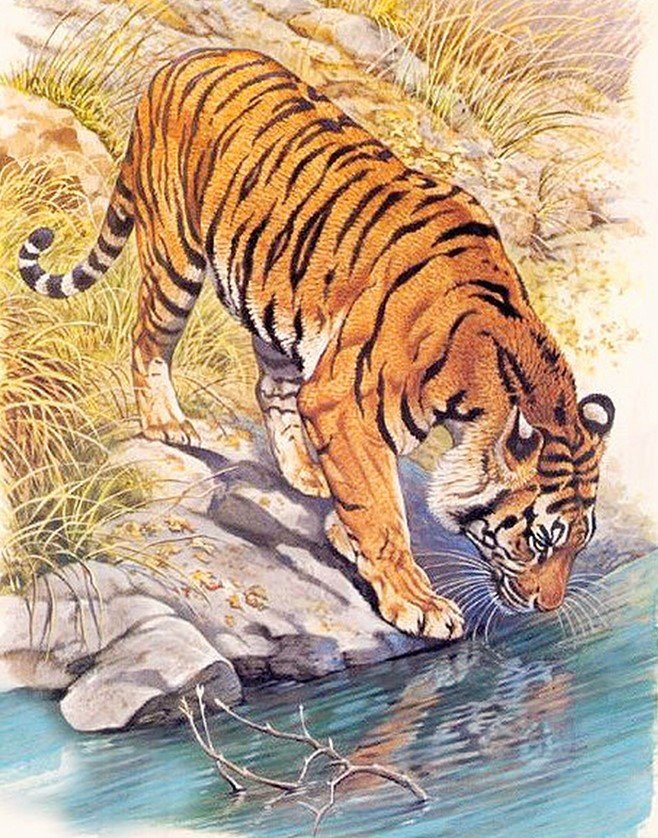 Тигр - животные, хищник, тигр - оригинал
