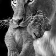 Схема вышивки «Levicatko»