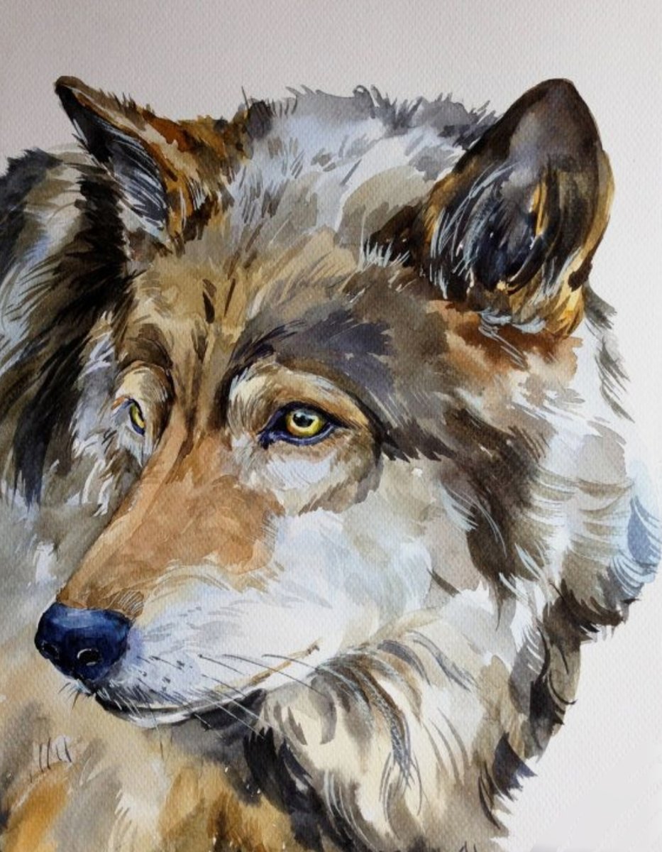 Волк - животные, акварель - оригинал