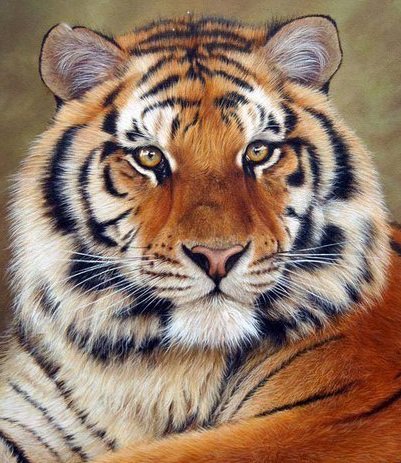 тигр - оригинал