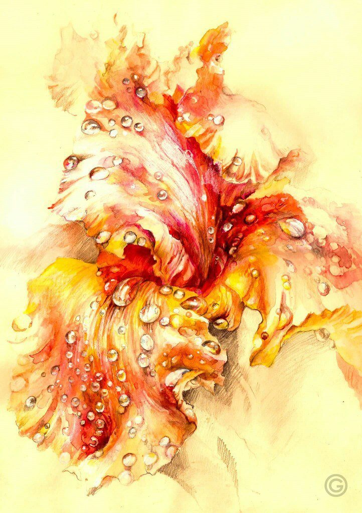 ирис - оригинал