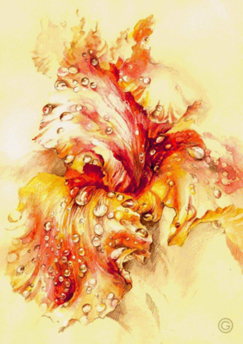 ирис - предпросмотр