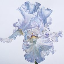 Схема вышивки «ирис»