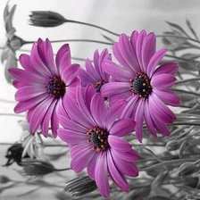 Схема вышивки «цветы»