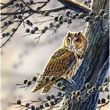 Схема вышивки «сова»