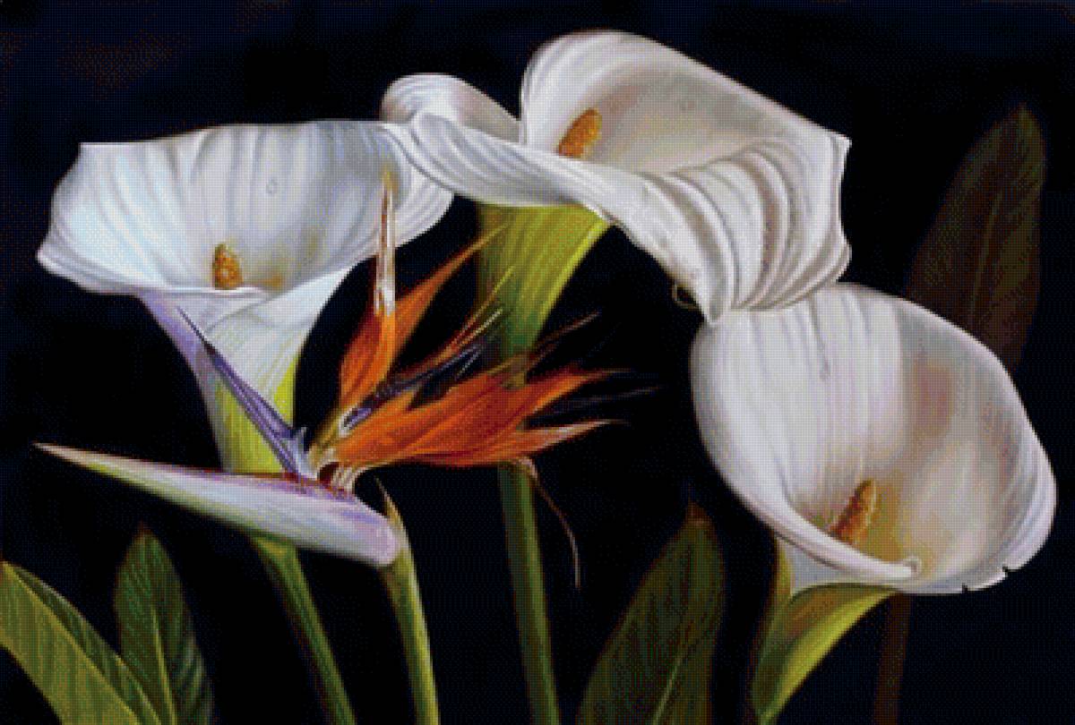 цветы - предпросмотр