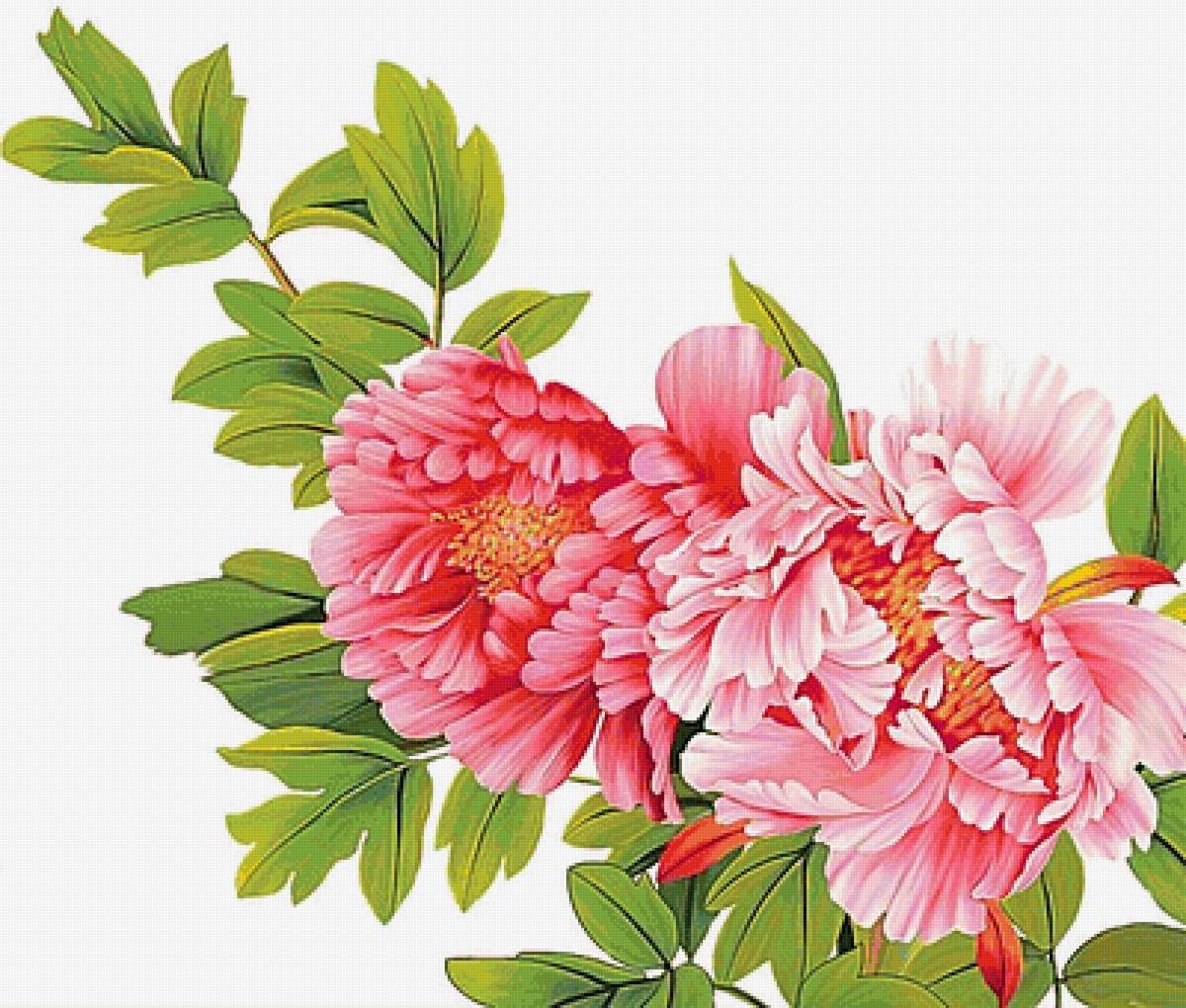 Пионы - цветы - предпросмотр