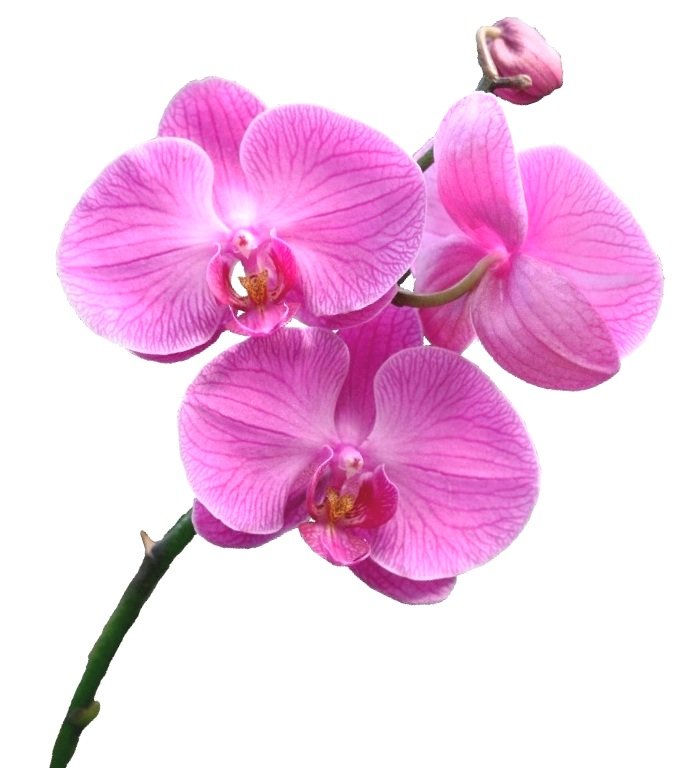 Орхидея - орхидея, розовый, цветы - оригинал