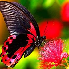 Бабочка  на  цветке