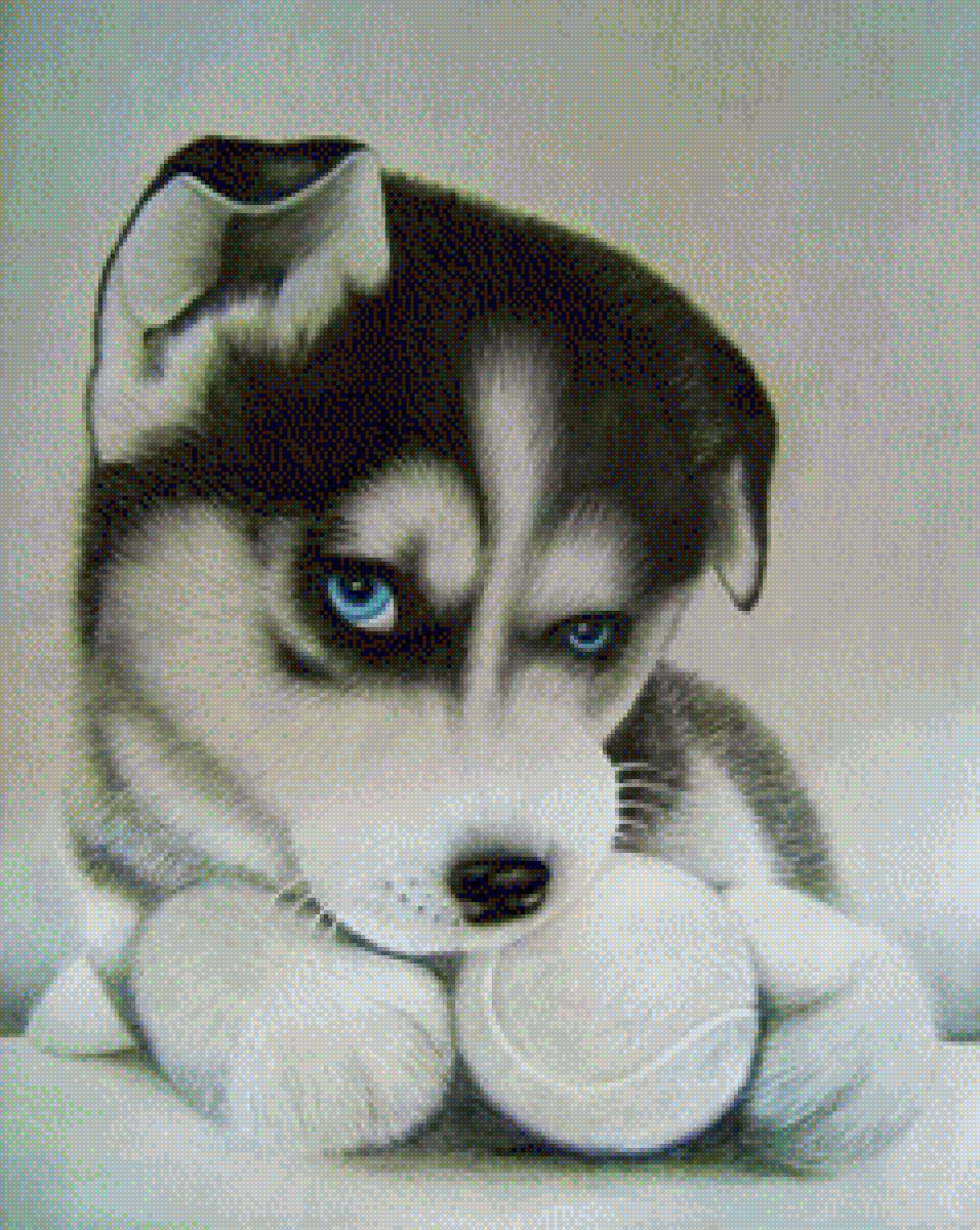 Милый щенок хаски - щенок, пес, лучшийдруг, хаски - предпросмотр