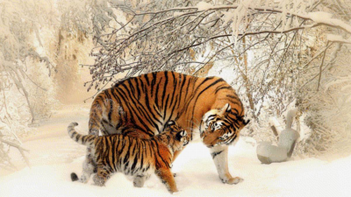 тигры - кошки, хищники, дикие животные, тигры - предпросмотр