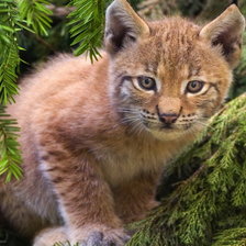 Схема вышивки «рысенок»