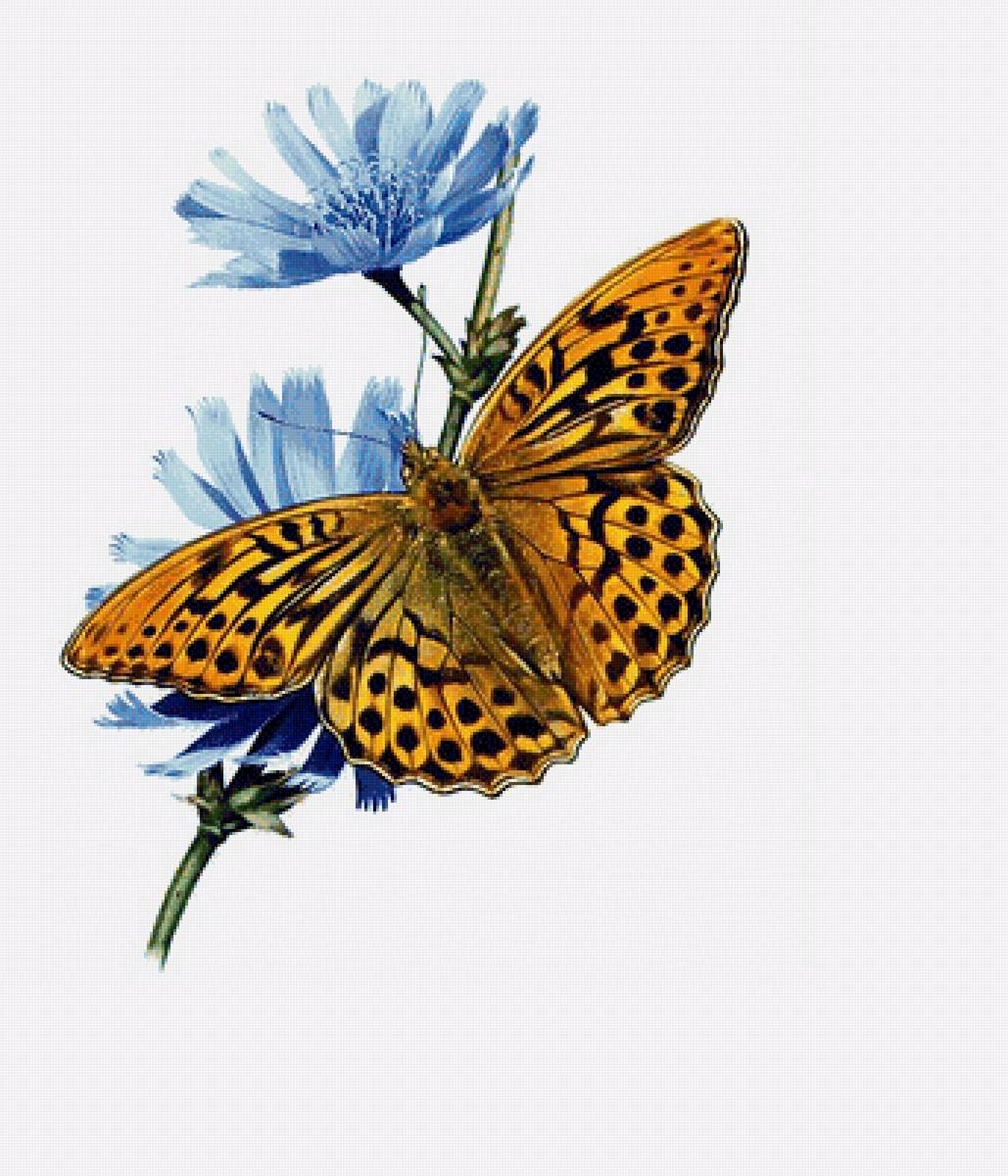 Серия "Бабочки". - бабочки, насекомые, цветы - предпросмотр