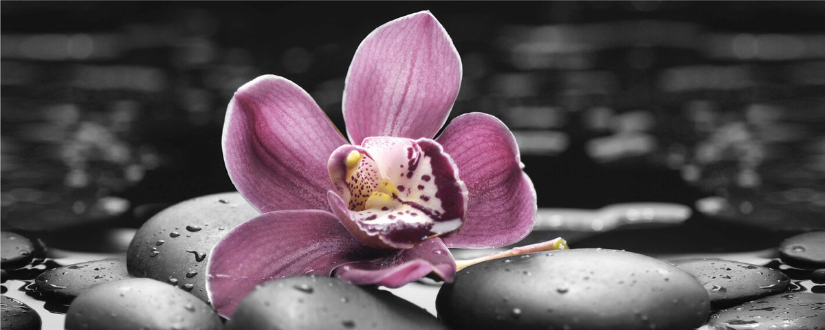 Орхидея на камнях - оригинал