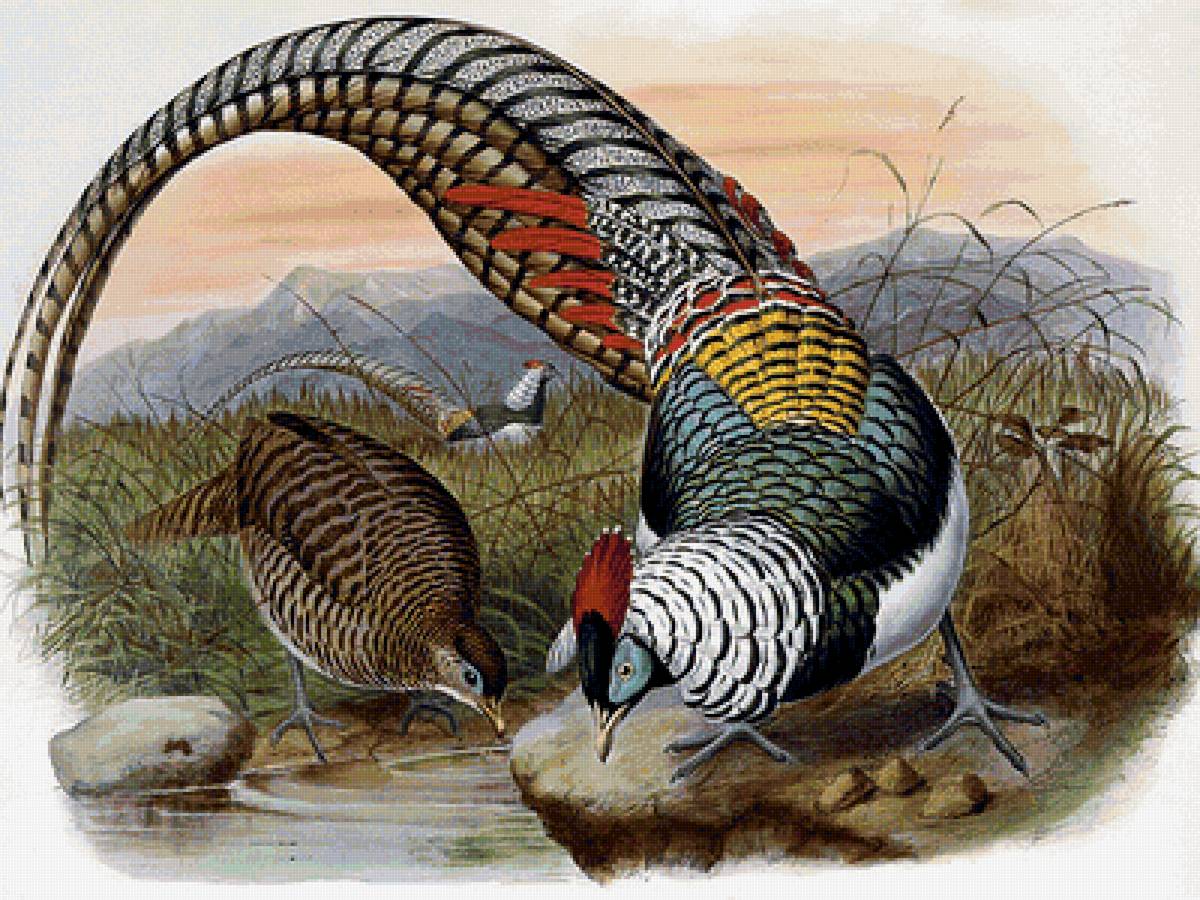 Серия "Птицы". Фазаны - фазаны, фауна, птицы - предпросмотр