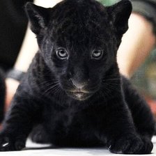 Схема вышивки «Mlada»