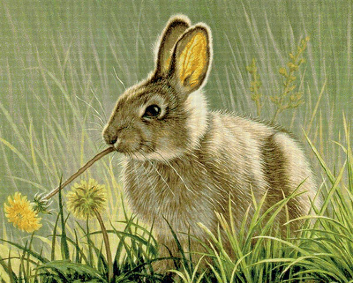 Развитие речи зайцы старшая группа. Заяц в лесу. Заяц картина. Иллюстрации животных. Заяц в траве.