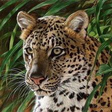 Схема вышивки «leopard»