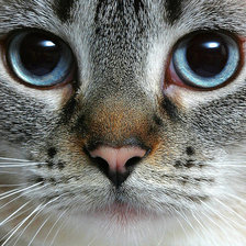 Схема вышивки «kotuk»