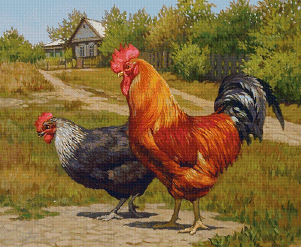 №1827595 - курица, птицы, петух - предпросмотр