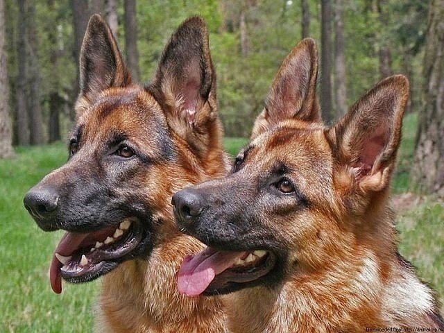 Собаки - оригинал