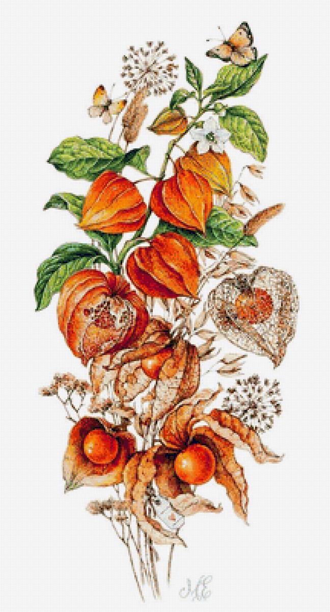 ФИЗАЛИС - физалис, осение цветы - предпросмотр