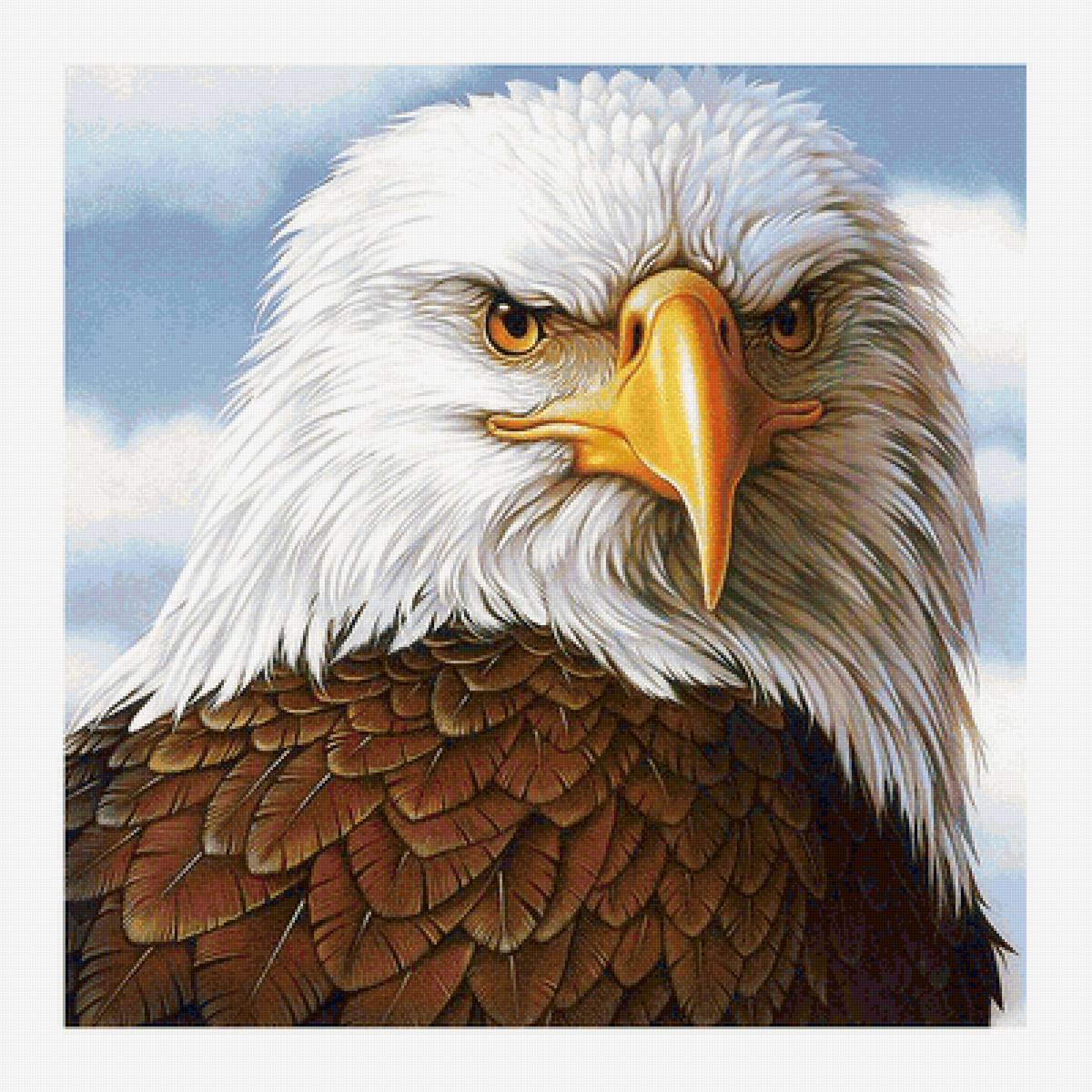 Серия "Птицы". Орел - орел, фауна, птицы - предпросмотр