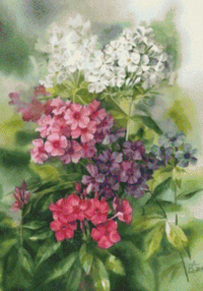 Флокс - предпросмотр