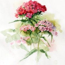 Схема вышивки «Цветы ботаника»