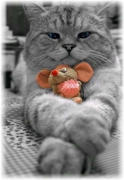 Мечта котёнка - котеноки мышка друзья. - оригинал