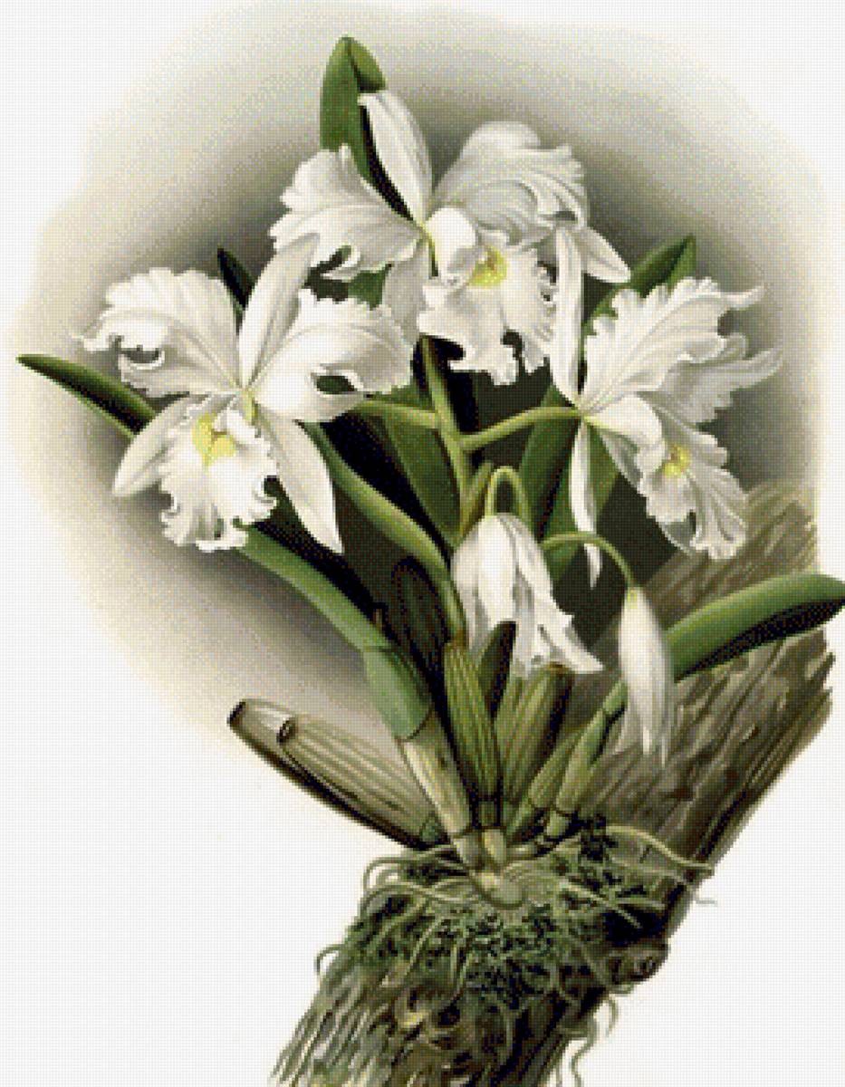 ОРХИДЕЯ - орхидея - предпросмотр