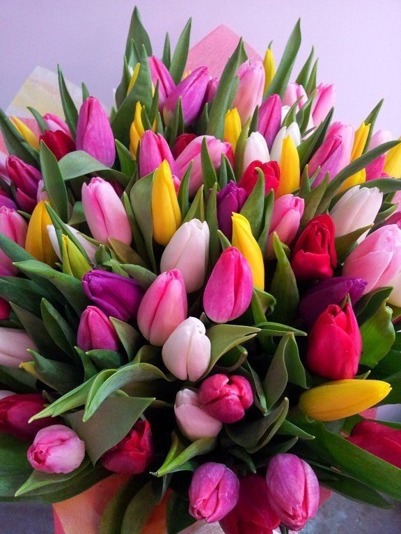 Букет тюльпанов - цветы, тюльпаны - оригинал