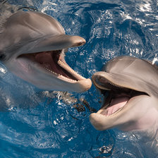 Схема вышивки «Дельфины»