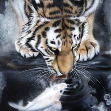 tiger and fish