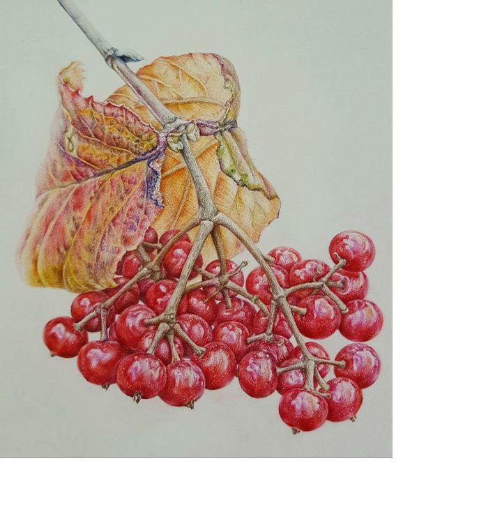 Красные ягоды - ветка с ягодами - оригинал