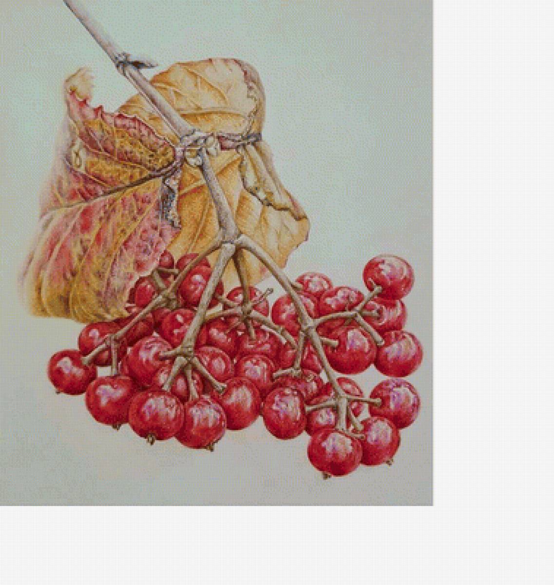 Красные ягоды - ветка с ягодами - предпросмотр