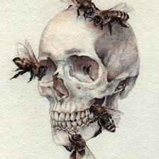 Оригинал схемы вышивки «housefly skull» (№1831275)