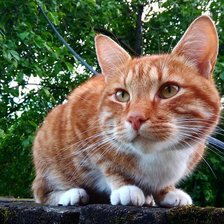 Схема вышивки «Масик»