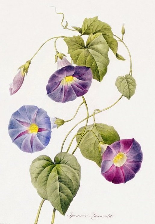 цветы - оригинал