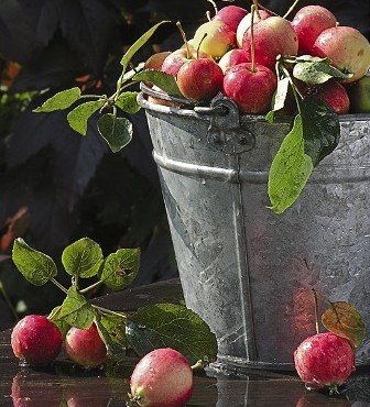 яблочки - оригинал