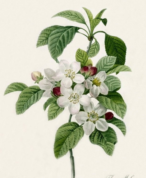 цветы - оригинал