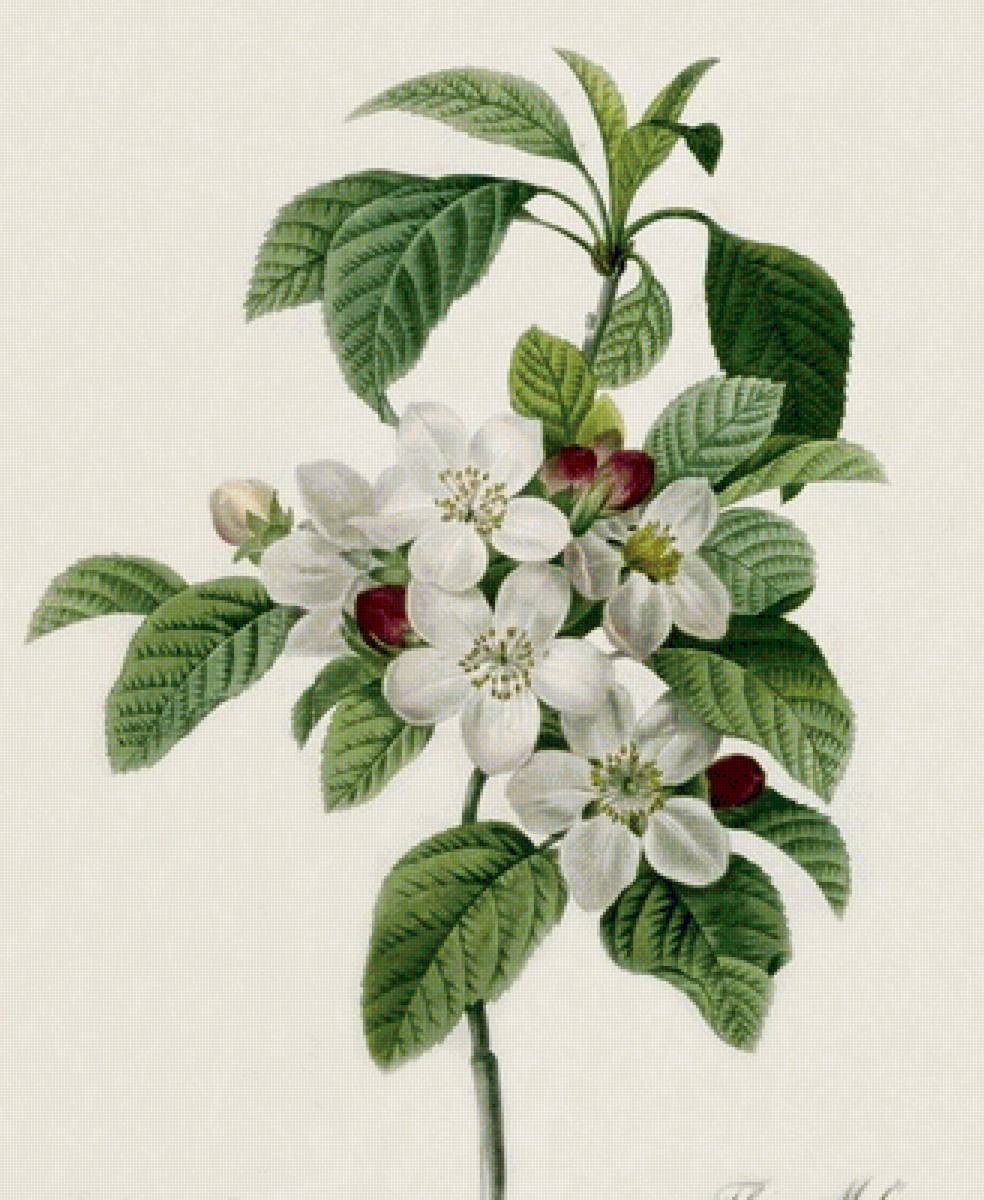 цветы - предпросмотр