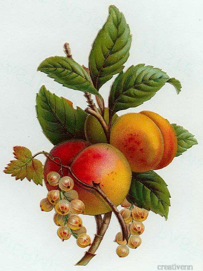 натюрморт - оригинал