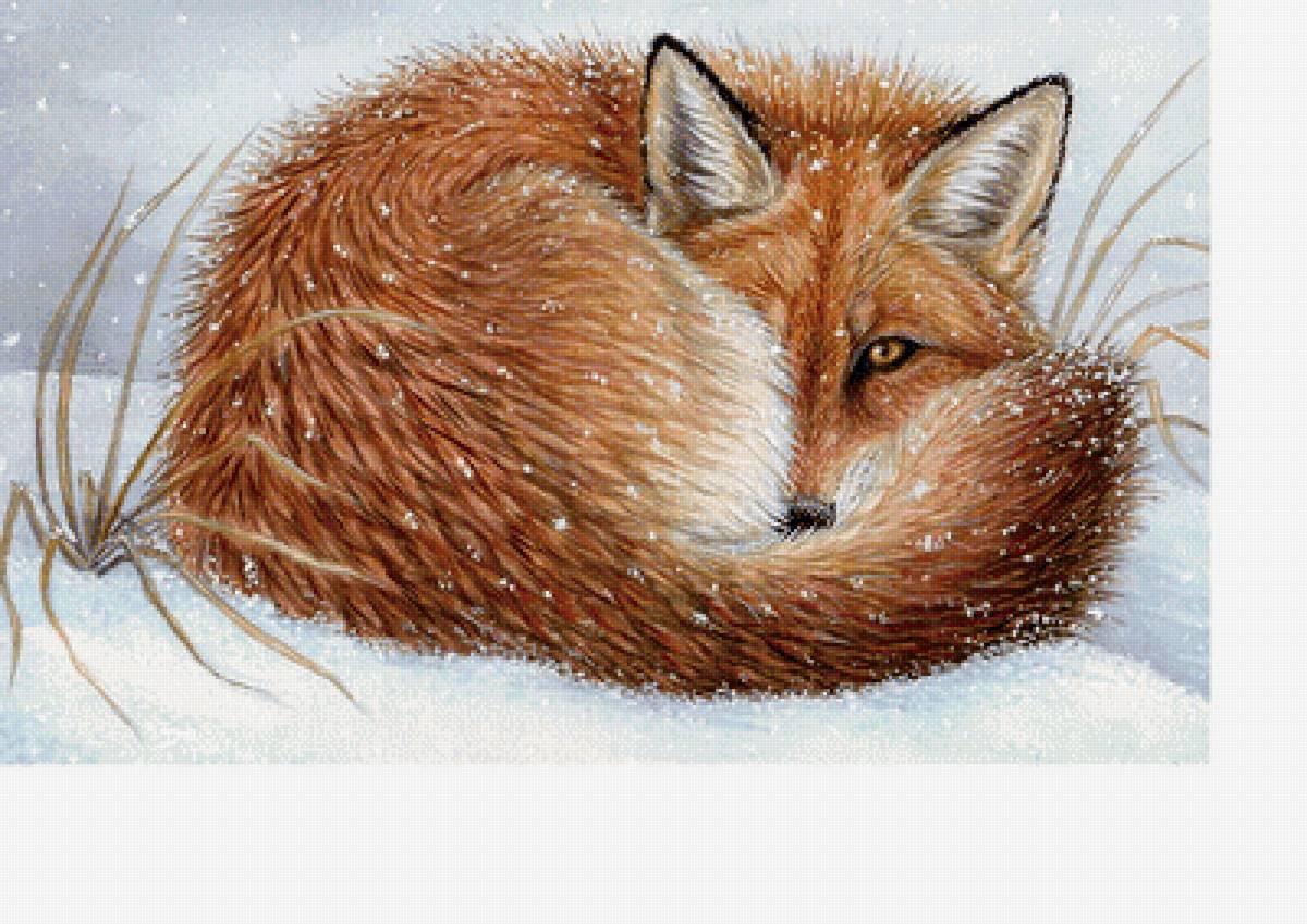 Лиса - животные, звери - предпросмотр