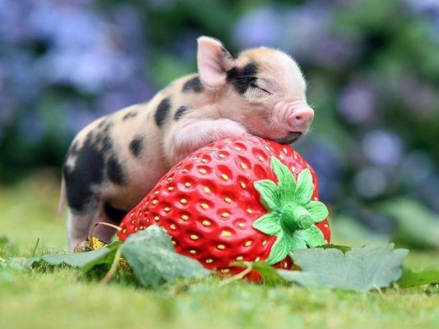 Свинка и клубника - свинка - оригинал