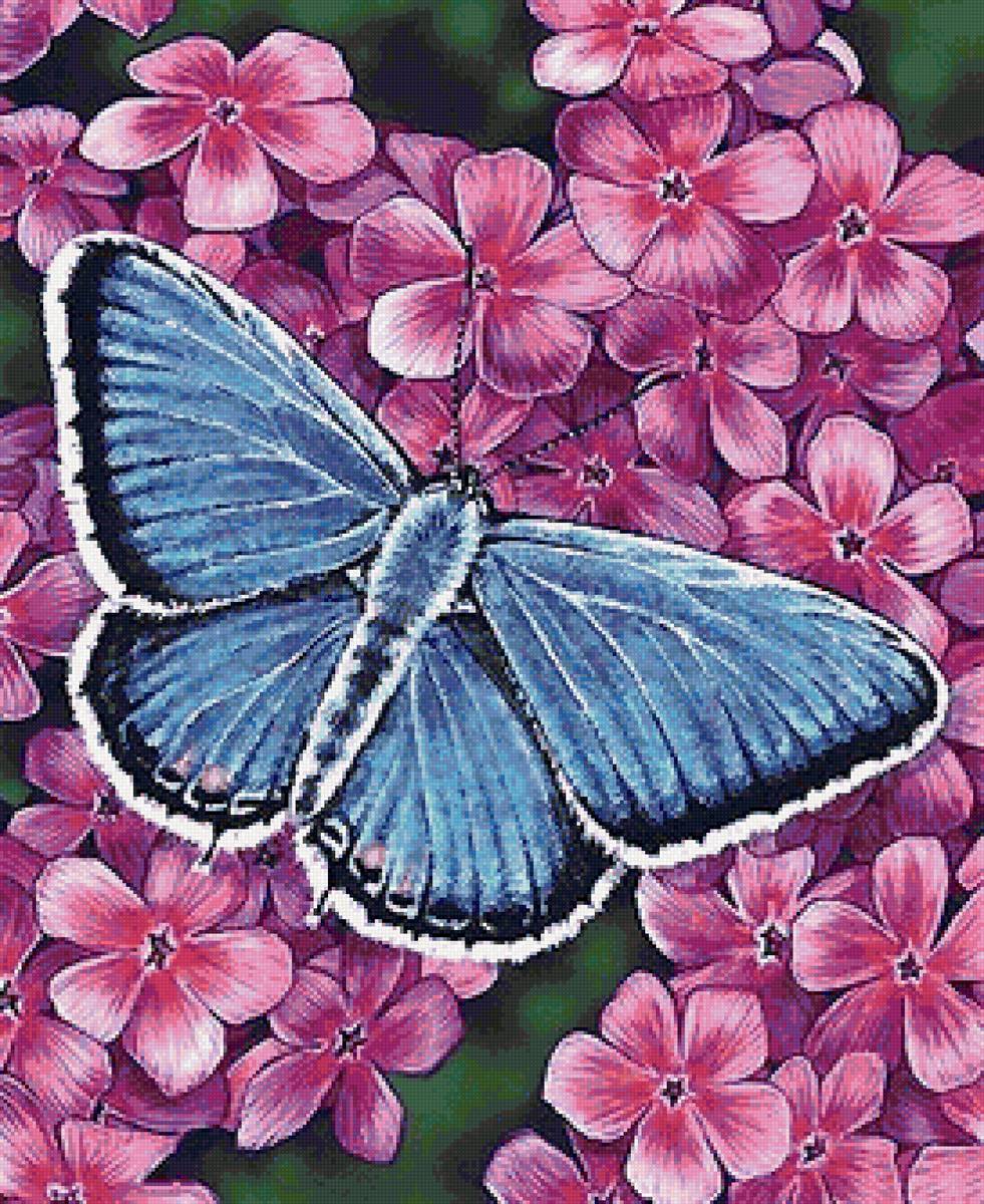 бабочка - мир животных - предпросмотр