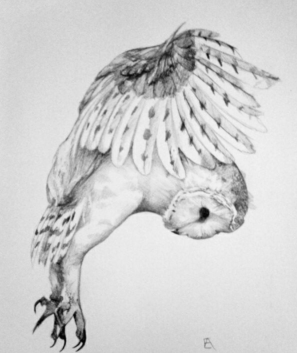 Совушка - сова - оригинал